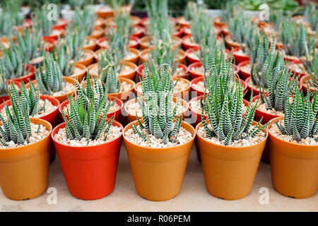 Decorativo succulente in miniatura piante in vaso, Aloe Vera, concetto Houseplant Foto Stock