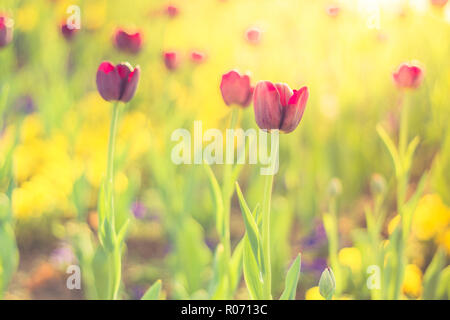 Summer nature view of a beautiful tulips with colorful meadow. Natural spring summer scene under sunlight. Natural green plants landscape Foto Stock
