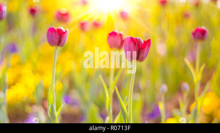 Summer nature view of a beautiful tulips with colorful meadow. Natural spring summer scene under sunlight. Natural green plants landscape Foto Stock