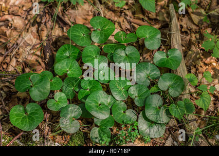 Foglie di colore verde scuro del asarabacca - latine nome Asarum europaeum nella foresta di faggio sul Tara mountain in Serbia Foto Stock