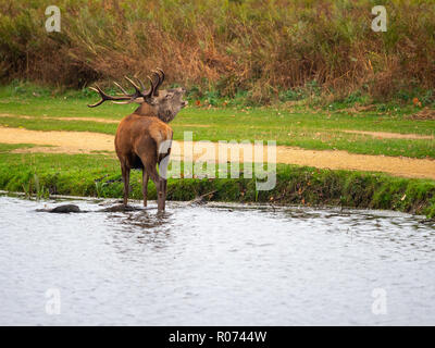 Red Deer Stag camminando in acqua Foto Stock