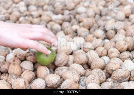 Mano richiede un dado in una buccia verde da un mucchio di noci comuni con guscio Foto Stock