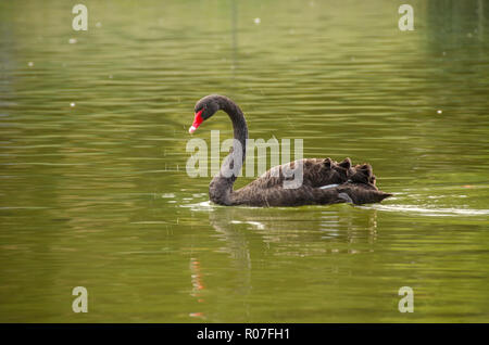 Black Swan nel lago Foto Stock
