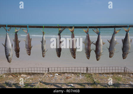 Foto di appena catturati pesci legato e appeso ad asciugare per p Foto Stock