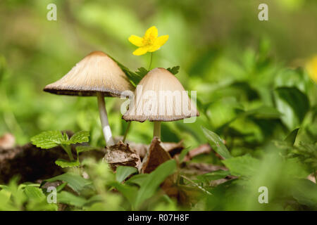 Bella funghi nella foresta con un fiore giallo dietro. Fungo nell'erba. La splendida natura. Foto Stock