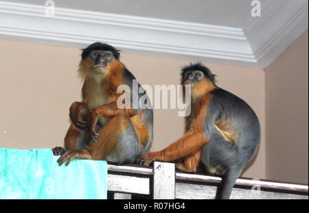 Red Colobus Monkey su un tetto in Gambia Foto Stock