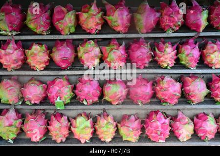 Pitahaya (Hylocereus undatus) Foto Stock