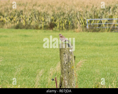 Ritratto di comune il gheppio, il Falco tinnunculus, seduto sul palo di legno vicino a prati, Paesi Bassi Foto Stock