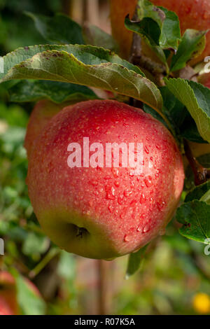 Grandi mele braeburn il rip su apple tree close up Foto Stock