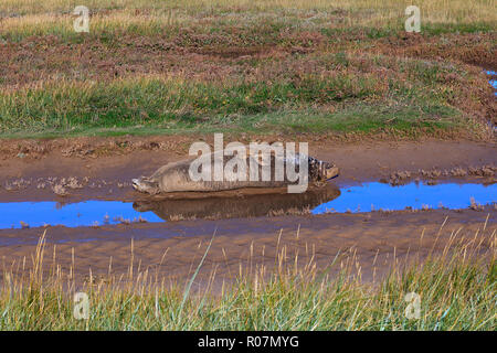 Guarnizione grigio a Donna Nook al momento del parto sulla costa Lincolnshire UK Foto Stock