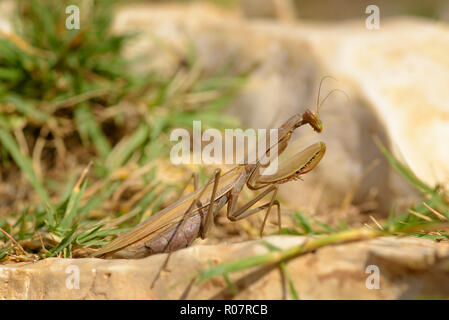 Mantide religiosa, mantide religiosa o mantide religiosa è un grosso insetto hemimetabolic nella famiglia del Mantidae (mantids), che è il più grande Foto Stock