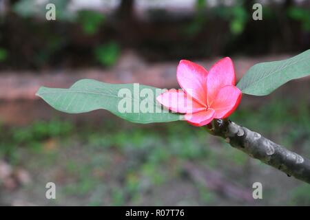 Plumeria fiore rosso o rosa del deserto belli sull albero ( nome comune Apocynaceae, Frangipani, a Pagoda, Tempio ) Foto Stock