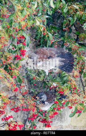 Due cesene su un Cotoneaster arbusto sul muro di casa alimentazione dei frutti di bosco, giardino in Cotswolds Worcestershire Marzo 2018 formato verticale Foto Stock