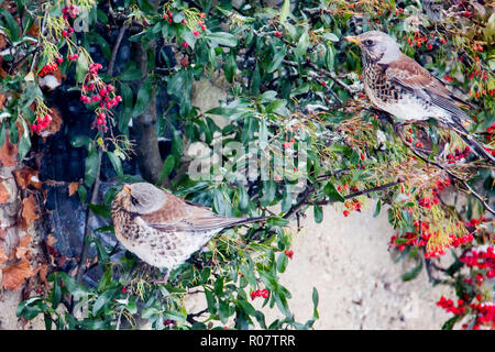 Due cesene su un Cotoneaster arbusto sul muro di casa alimentazione dei frutti di bosco, giardino in Cotswolds Worcestershire Marzo 2018 formato orizzontale Foto Stock