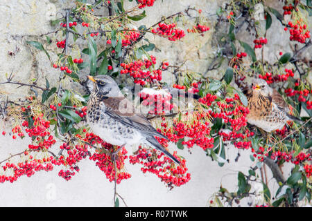 Due cesene su un Cotoneaster arbusto sul muro di casa alimentazione dei frutti di bosco, giardino in Cotswolds Worcestershire Marzo 2018 formato orizzontale Foto Stock