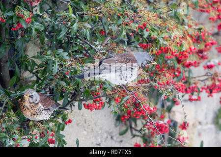 Due cesene su un Cotoneaster arbusto sul muro di casa alimentazione dei frutti di bosco, giardino in Cotswolds Worcestershire Marzo 2018 formato orizzontale Foto Stock