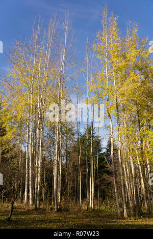 Alti alberi di Aspen con giallo foglie autunnali su una soleggiata giornata di ottobre. Foto Stock