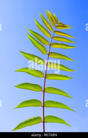 Composto Pinnately foglie di Staghorn sumac tree sullo sfondo di un cielo blu. Nome latino: Rhus typhina Foto Stock