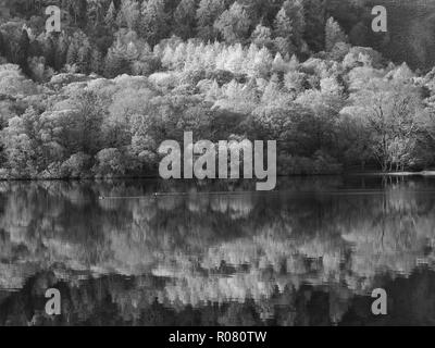 Holme legno riflette in Loweswater distrubed da due anatre di nuoto, Parco Nazionale del Distretto dei Laghi, Cumbria, England, Regno Unito Foto Stock