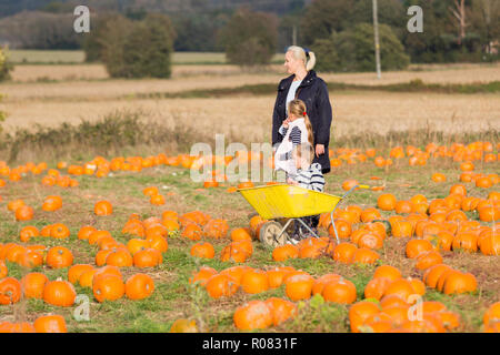 A scegliere il proprio campo di zucca al Sevington, Ashford, Kent, Regno Unito. Foto Stock