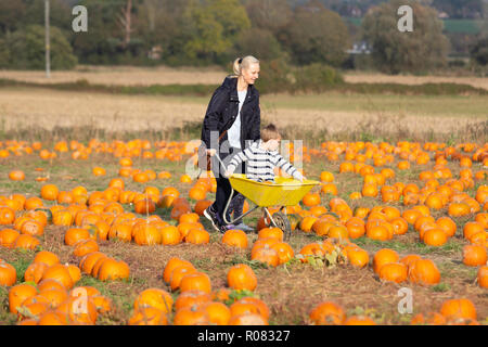 A scegliere il proprio campo di zucca al Sevington, Ashford, Kent, Regno Unito. Foto Stock