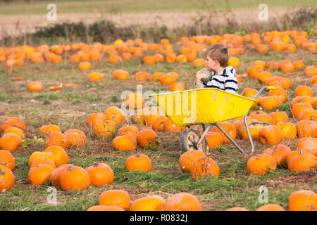 A scegliere il proprio campo di zucca al Sevington, Ashford, Kent, Regno Unito. Foto Stock