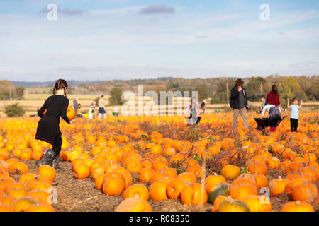 A scegliere il proprio campo di zucca al Sevington, Ashford, Kent, Regno Unito. Foto Stock