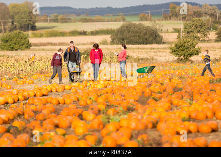 A scegliere il proprio campo di zucca al Sevington, Ashford, Kent, Regno Unito. Foto Stock