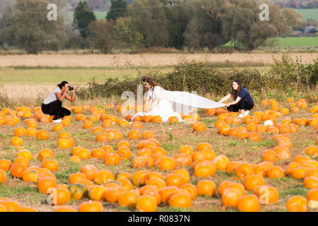 A scegliere il proprio campo di zucca al Sevington, Ashford, Kent, Regno Unito. Foto Stock