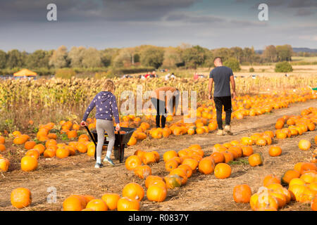 A scegliere il proprio campo di zucca al Sevington, Ashford, Kent, Regno Unito. Foto Stock