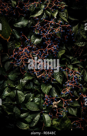 American ivy con piccole bacche nere su un giardino recinto Foto Stock