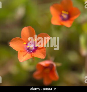 Scarlet fiori di Scarlet Pimpernel / Anagallis arvense in un soleggiato Campo. Foto Stock