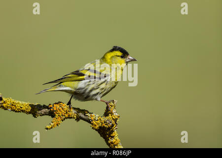 Eurasian maschio lucherino, nome latino Carduelis spinus appollaiato su un lichene ramoscello coperto, impostare contro un verde pallido backgournd Foto Stock