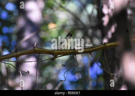 Cincia tufted, Baeolophus bicolor, songbird seduto su un vitigno moscato e canto, chiamando al suo gregge a venire agli alimentatori sul bordo della Foto Stock