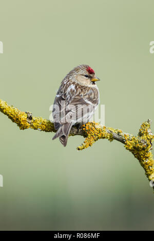 Redpoll comune, nome latino Carduelis flammea, appollaiato su un lichene ramoscello coperto, impostare contro un verde pallido backgournd Foto Stock