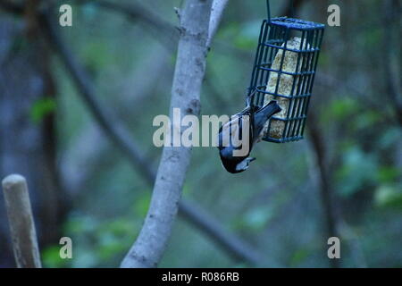 White-Breasted picchio muratore, Sitta carolinensis, appeso a testa in giù da un alimentatore suet nella foresta Foto Stock