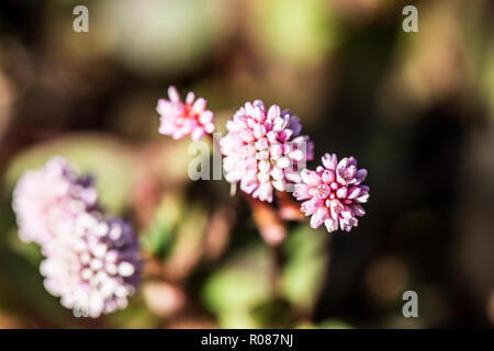 (Persicaria capitata) Foto Stock