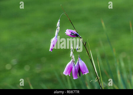 I fiori di un angelo la canna da pesca (Dierama pulcherrimum) Foto Stock