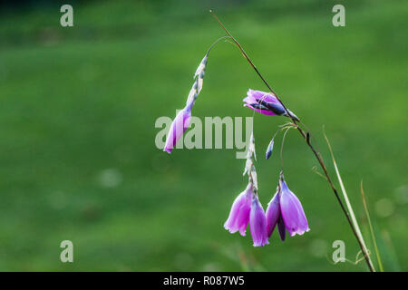 I fiori di un angelo la canna da pesca (Dierama pulcherrimum) Foto Stock