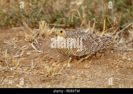 Fare doppio nastrati Pterocles Sandgrouse bicinctus Mopane Camp, Kruger National Park, Sud Africa 16 agosto 2018 femmina adulta Pteroclidae Foto Stock