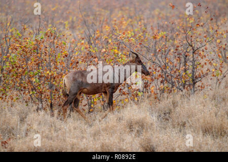 Tsessebe Damaliscus lunatus lunatus Mopane Camp, Kruger National Park, Sud Africa 18 settembre 2018 adulto Bovidi Foto Stock