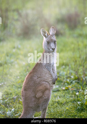 Incantevole kangaroo II , Australia Foto Stock