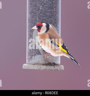 Un Cardellino (Carduelis carduelis) in condizioni di congelamento in un giardino di Norfolk Foto Stock