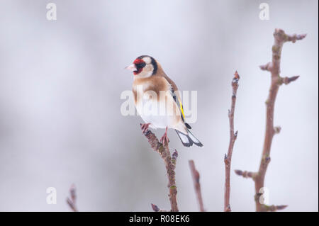 Un Cardellino (Carduelis carduelis) in condizioni di congelamento in un giardino di Norfolk Foto Stock