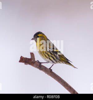 Un Lucherino eurasiatico (Carduelis spinus) maschio adulto alimentazione nelle condizioni di congelamento in un giardino di Norfolk Foto Stock