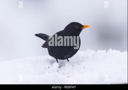 Un maschio di Merlo (Turdus merula) alimentazione in condizioni di congelamento in un giardino di Norfolk Foto Stock