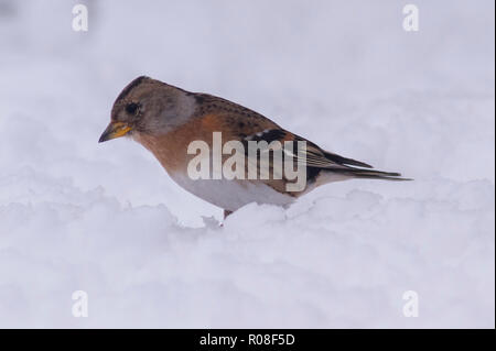 Una femmina Brambling (Fringilla montifringilla) alimentazione in condizioni di congelamento in un giardino di Norfolk Foto Stock