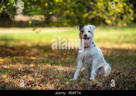Parson Russell Terrier seduto su un campo di erba Foto Stock