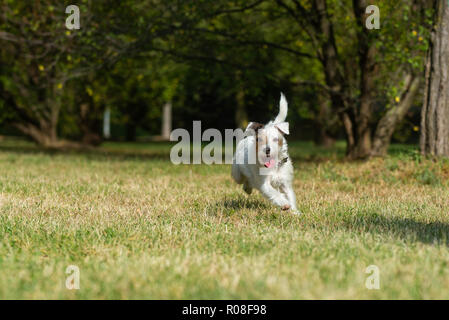 Parson Russell Terrier in esecuzione molto veloce in un parco della città Foto Stock
