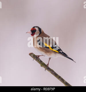 Un Cardellino (Carduelis carduelis) in condizioni di congelamento in un giardino di Norfolk Foto Stock